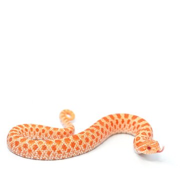 Red Albino Western Hognose Snake